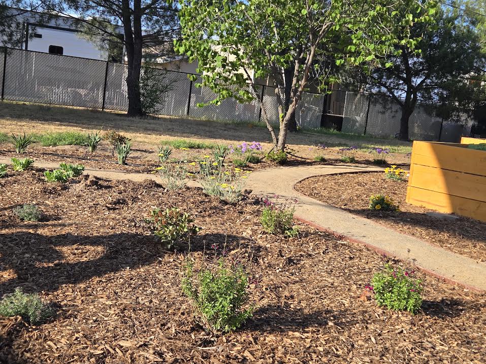 Lawn Care Project 1